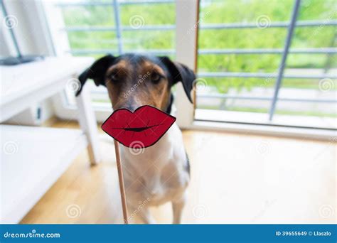 Funny Dog Kisses Stock Image Image Of Portrait Russell 39655649