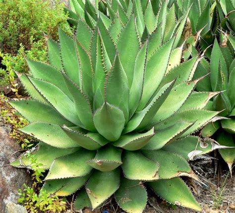 Agave, la suculenta más resistente a la sequía