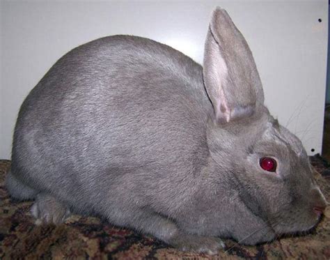 Фиолетовый кролик