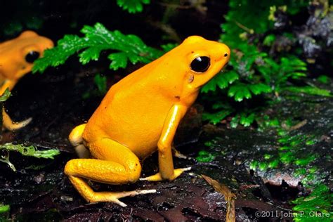 Phyllobates Terribilis Orange Golden Poison Frog Orange Race