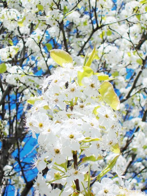 Cherry blossom branches stock image. Image of closeup - 28755845