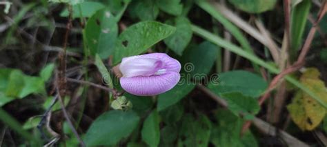 Hydnora Africana Flower Wild Forest Stock Photo - Image of herb, nature ...