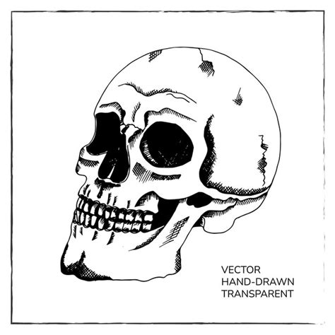 Dibujado A Mano Cráneo Humano Boceto Esqueleto Humano Cabeza Muerta