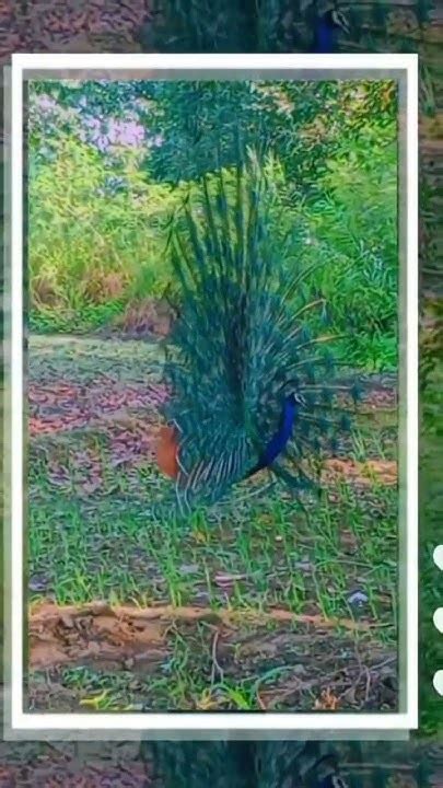 Indias National Bird Peacock Very Beautiful Dance 🦚🦚🦚👈 Youtube