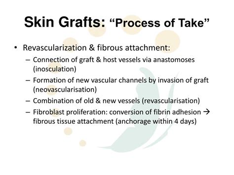 Ppt Physiology Of Skin Grafts Powerpoint Presentation Free Download