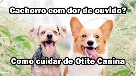 Otite Canina Saiba Tudo Vethelp Youtube