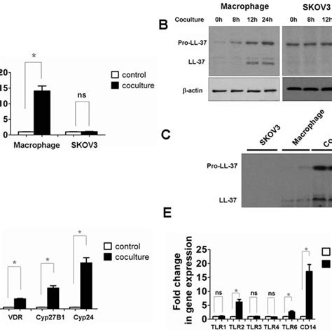 Tumor Cells Induce Expression Of Hcap18ll 37 And Activations Of