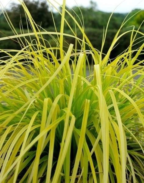 Carex oshimensis ‘Everillo’ - Green Meadow Growers