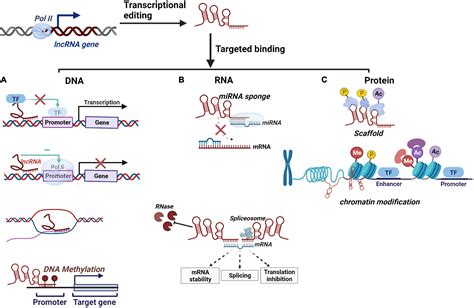 Frontiers Long Non Coding RNAs In Tuberculosis From Immunity To