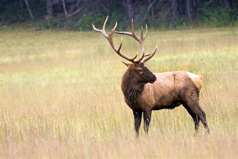 Elk Rut Cataloochee Valley On Behance