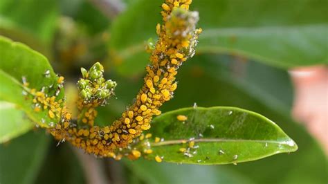 Cómo hacer insecticida casero con ajos una solución natural para