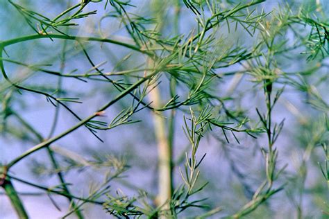 Minnesota Seasons - asparagus