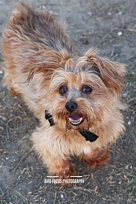 McKinney TX Yorkie Yorkshire Terrier Meet Simi A Pet For Adoption