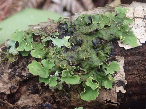 Crocodia Aurata New Zealand Plant Conservation Network