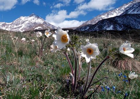 Beautiful Spring flowers in the Tatra Mountains