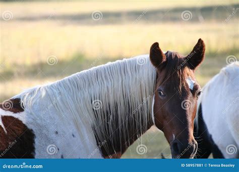 Brown And White Horse Stock Image Image Of Feild Brown 58957881