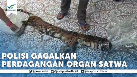 Polisi Gagalkan Jual Beli Organ Tubuh Satwa Liar YouTube