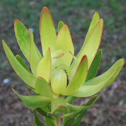Ulka - Cape Flora
