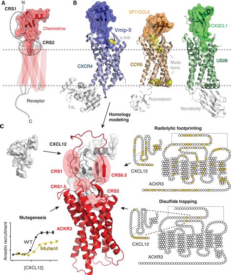 New Insights Into The Structure And Function Of Chemokine Receptor