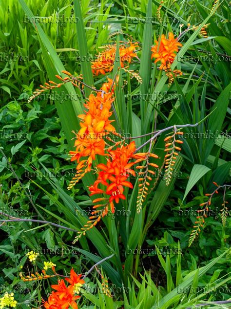 Bild Montbretie Crocosmia Masoniorum Bilder Von Pflanzen