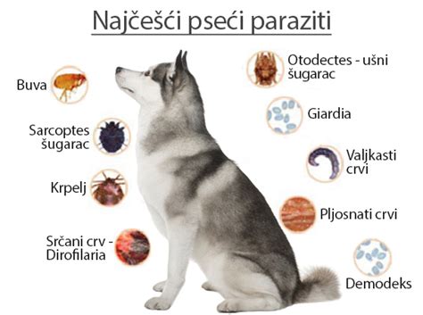 crevni paraziti panvet moj veterinar