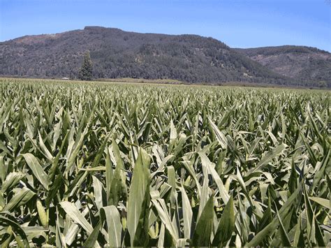 Seed Corn Production Ontario Grain Farmer