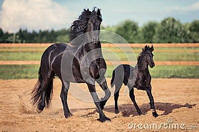 Black Horse And Foal Running Stock Photo - Image: 63325918