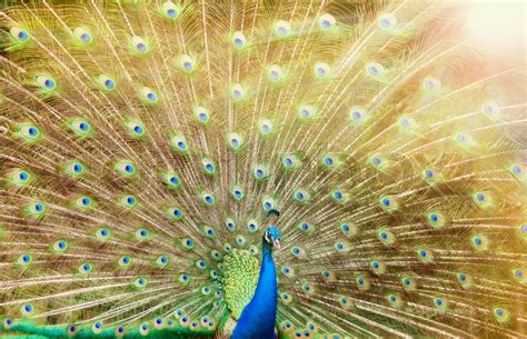 Close up of peacock | Stock image | Colourbox