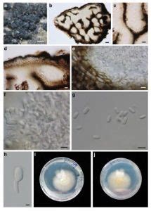 Bambusaria Bambusae Facesoffungi Number Fof Faces Of Fungi