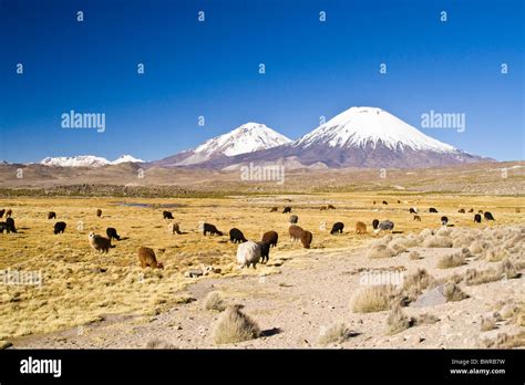 Chile South America Parinacota volcano Pomerape volcano national park ...