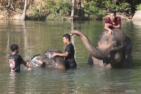 Wisata Konservasi Gajah Sumatra ANTARA News