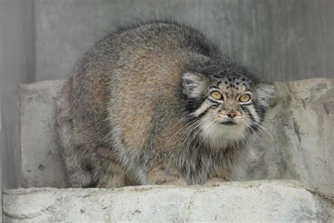 マヌルネコ｜動物園の仲間たち｜東山動植物園