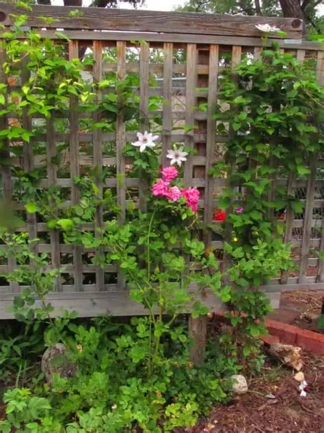 28 Best Diy Pea Trellis Ideas To Boost Your Garden S Productivity