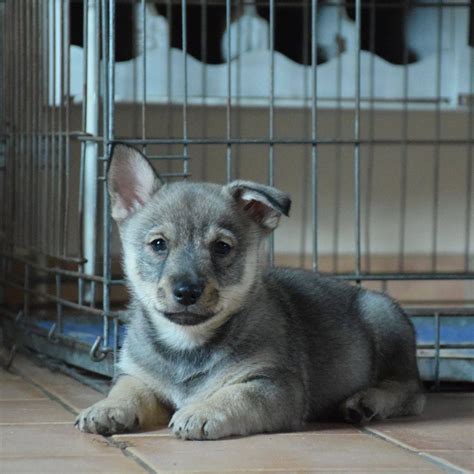 Accueil Elevage De Jommokk Eleveur De Chiens Vallhund Su Dois Spitz