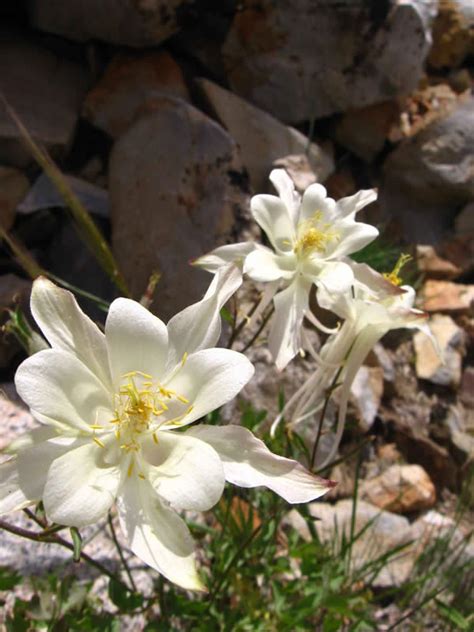 Aquilegia Pubescens Sierra Columbine