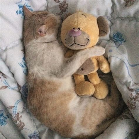 Pin By Ruzica Timon Josic On My Pets Teddy Bear Teddy Pets