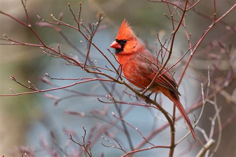 Northern Cardinal Massachusetts Patrick Zephyr Photography