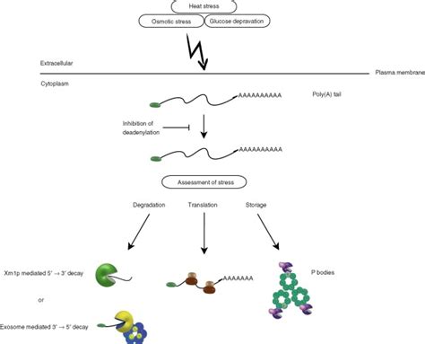 Extrinsic Inhibition Of Translation And Messenger Rna Mrna Stability