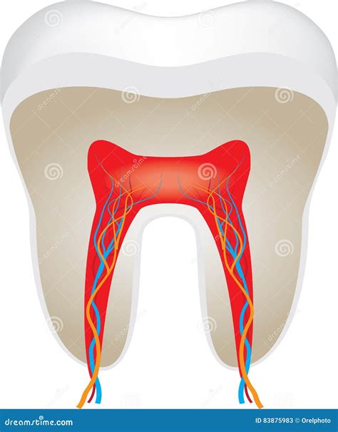 Section Of The Tooth Pulp With Nerves And Blood Vessels Royalty Free