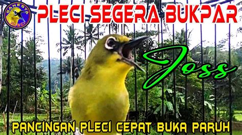 Pancingan Pleci Cepat Buka Paruh Dengar Suara Pleci Ini Tidak Lama