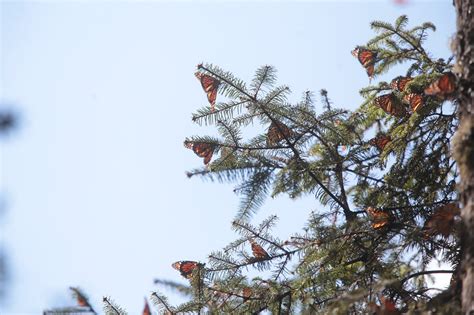 Cambio climático impacta en migración de mariposa monarca