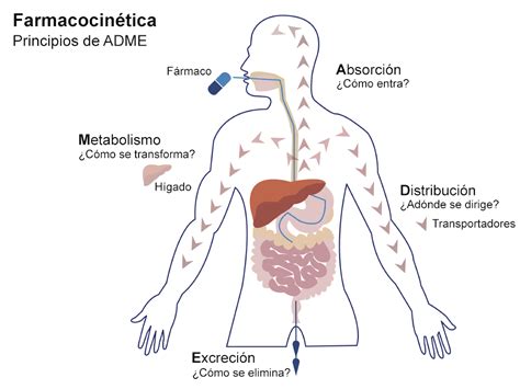 Quais S O As Fases Da Farmacocin Tica Revoeduca