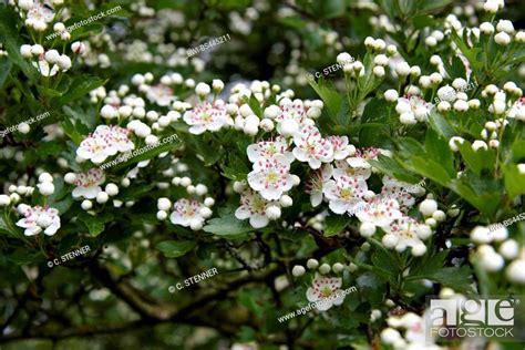 English Hawthorn Midland Hawthorn Crataegus Laevigata Blooming