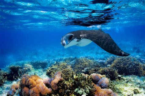 Los Mejores Lugares Para Bucear Con Mantarrayas