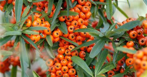 Pyracantha Orange Glow Vuurdoorn De Tuinen Van Appeltern