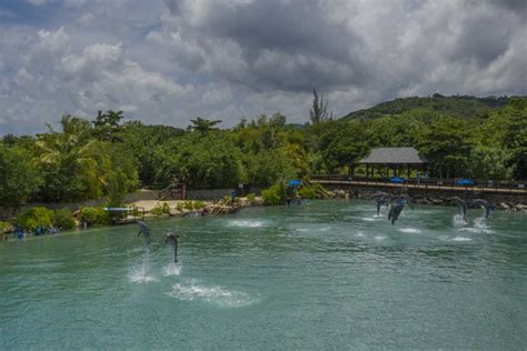 Dolphin Swim Adventure in Montego Bay Jamaica | Dolphin Cove