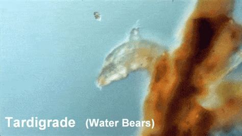 Water Bear 