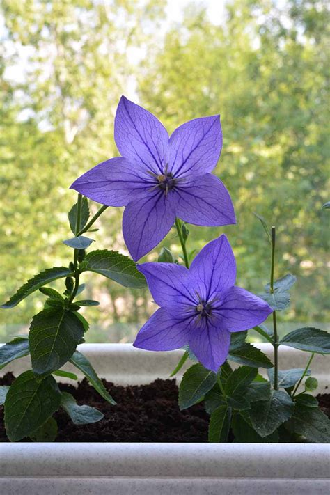 How to Grow and Care for Balloon Flowers | Gardener’s Path