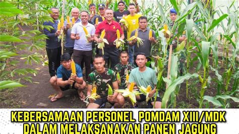 Kebersamaan Personel Pomdam Xiii Mdk Dalam Melaksanakan Panen Jagung