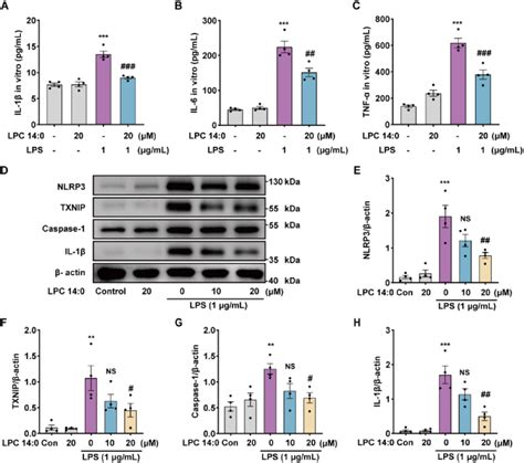 LPC 14 0 Inhibits LPS Induced Inflammatory Response And NLRP3